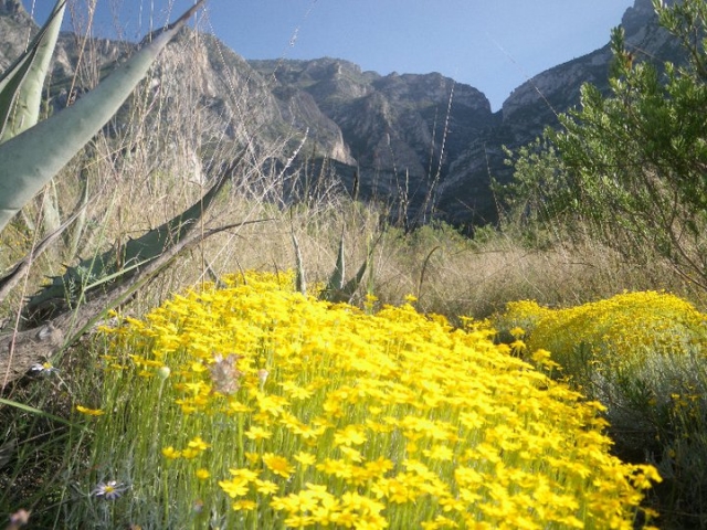 Nature à Nuevo Leon